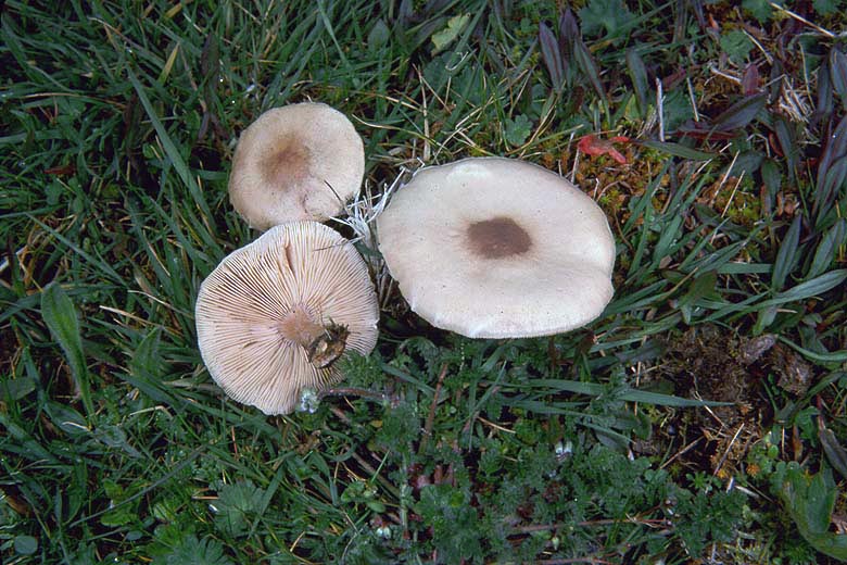 Melanoleuca evenosa group